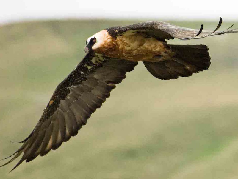 Bearded Vulture - Penwarn Drakensberg